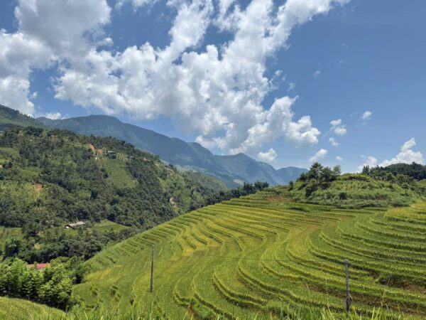 green rice field and mountain