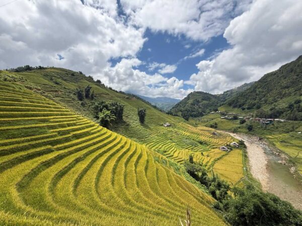 golden rice filed in sapa