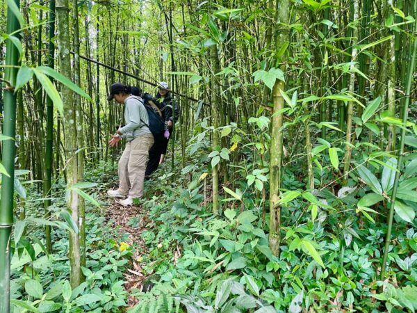 traveller trekking through bamboo forest