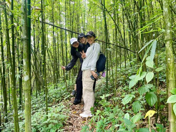 tourists trekking through bamboo forest